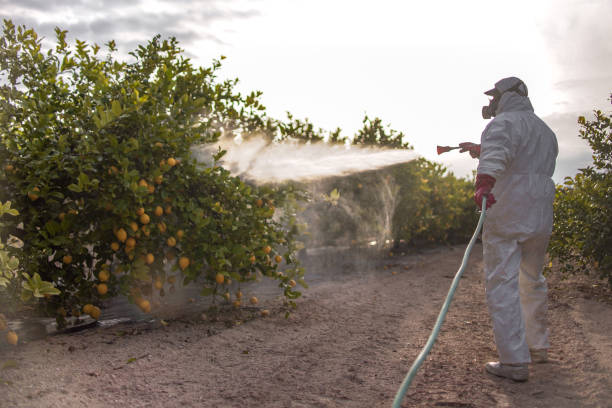 Best Termite Control Services  in North River Shores, FL
