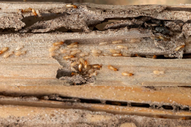 Best Emergency Pest Control  in North River Shores, FL