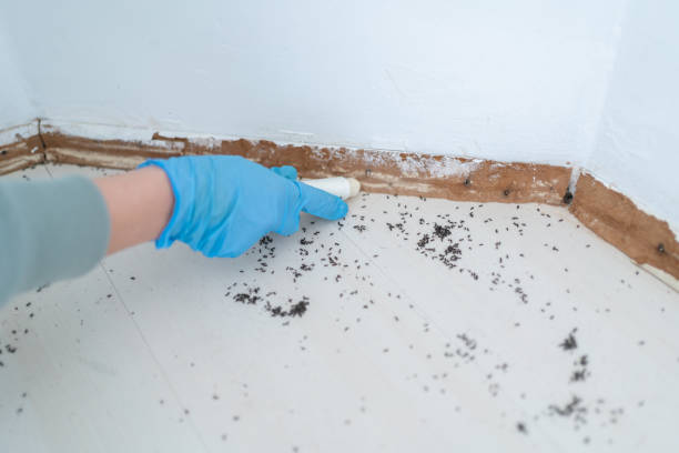 Best Ant Control Services  in North River Shores, FL